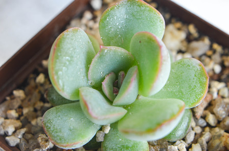 Green plant Echeveria on table indoor photoの写真素材