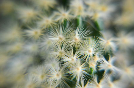 Desert cactus closeup with small white flower photoの写真素材