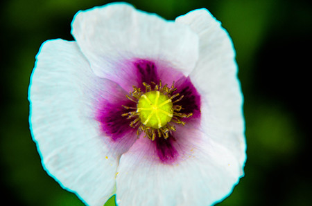 Closeup of white poppy with violet color in the middle, natural backgroundの写真素材