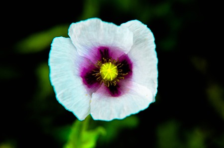 Closeup of white poppy with violet color in the middle, natural backgroundの写真素材