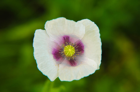 Closeup of white poppy with violet color in the middle, natural backgroundの写真素材
