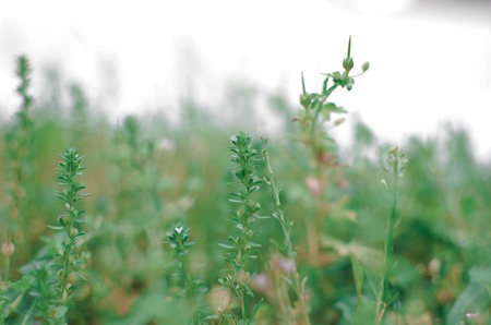 Spring background with tabletop. Flowers background. Wood tableの写真素材