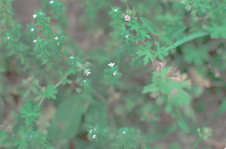 Spring background with tabletop. Flowers background. Wood tableの写真素材