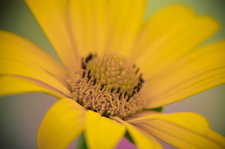 Close up of a yellow daisy flower, natural backgroundの写真素材