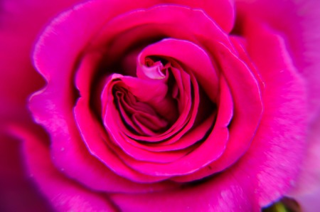 close-up of fresh pink rose flower natural backgroundの写真素材