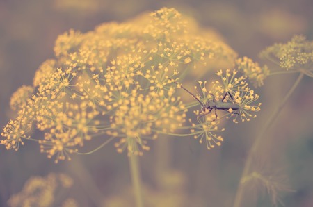 Black beetle Cerambyx cerdo sitting on a flower dillの写真素材