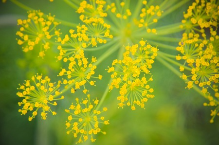 Black beetle Cerambyx cerdo sitting on a flower dill