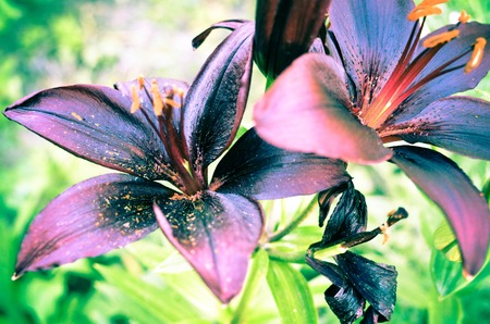 Closeup of a beautiful black lily flower in a summer gardenの写真素材