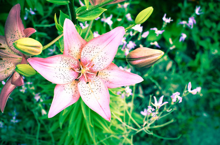 Macro photography of a fragment of lily flower with white-pink petals on a black backgroundの写真素材