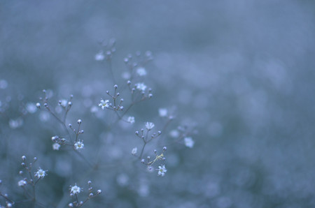 Background with tiny white flowers gypsophila paniculata , blurred, selective focusの写真素材