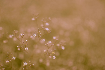 Background with tiny white flowers gypsophila paniculata , blurred, selective focusの写真素材