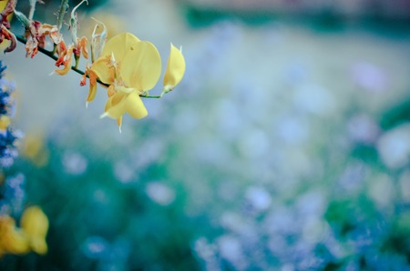 yellow flower close-up at the garden, blured backgroundの写真素材