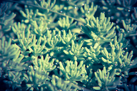 Background of green plants on the ground closeupの写真素材