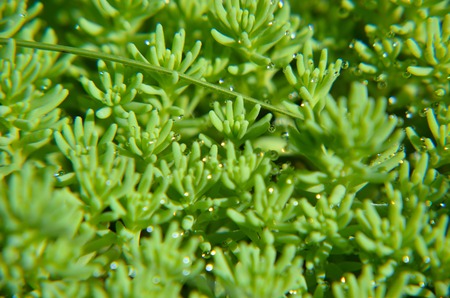 Background of green plants on the ground closeup
