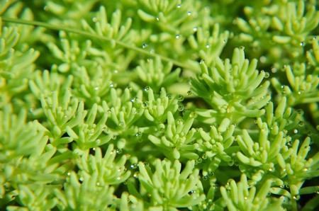 Background of green plants on the ground closeupの写真素材