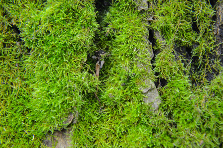 green moss background texture beautiful in natureの写真素材