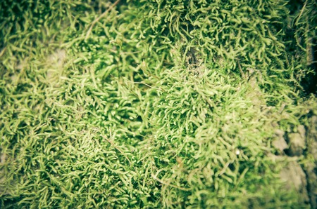 green moss background texture beautiful in natureの写真素材