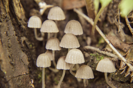 Tiny wild white mushrooms growing on the tree closeupの写真素材