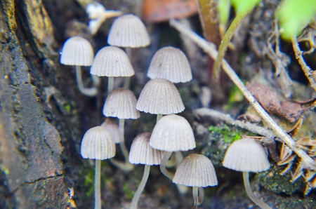 Tiny wild white mushrooms growing on the tree closeupの写真素材