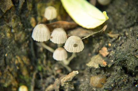 Tiny wild white mushrooms growing on the tree closeupの写真素材