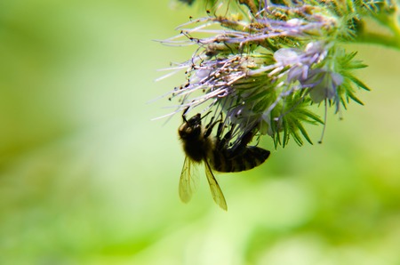 Close-up of phacelia flower phacelia tanacetifolia and humble bee collects nectarの写真素材