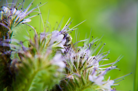 Close-up of phacelia flower phacelia tanacetifolia and humble bee collects nectarの写真素材