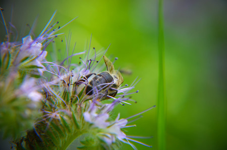 Close-up of phacelia flower phacelia tanacetifolia and humble bee collects nectarの写真素材