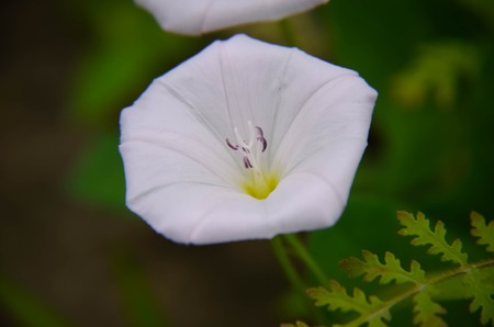 beautiful white convolvulus flowers in a garden closeupの写真素材