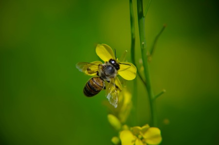 Closeup photo of a yellow flower and bee with blured backgroundの写真素材