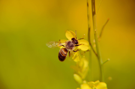 Closeup photo of a yellow flower and bee with blured backgroundの写真素材