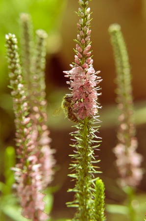 Common heather calluna vulgaris . Small honey forest plant and ornamental garden plant.の写真素材
