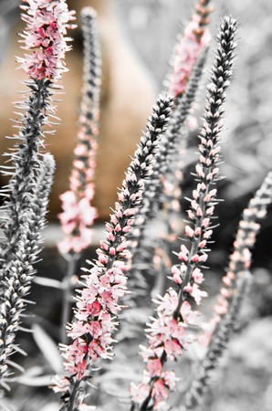 Common heather calluna vulgaris . Small honey forest plant and ornamental garden plant.