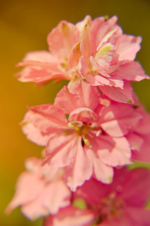 Close-up of a stem full of Foxglove flowers on full bloomの写真素材