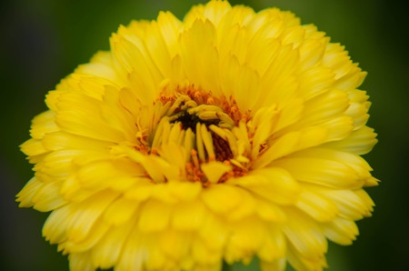 yellow vmrigold flower macro calendula officinalis Calendula officinalisの写真素材