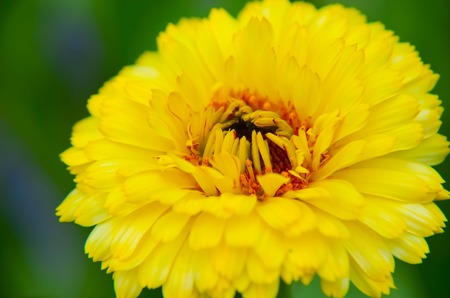 yellow vmrigold flower macro calendula officinalis Calendula officinalisの写真素材