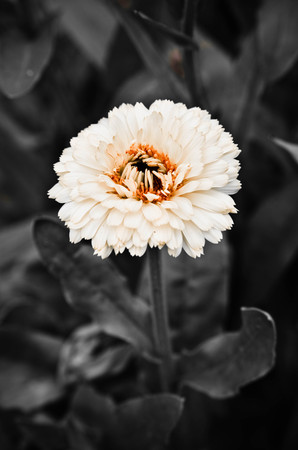 yellow vmrigold macro calendula officinalis Calendula officinalis - black and whiteの写真素材