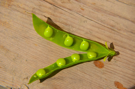 Opened green pea pods with peas in an old wooden table, selective focusの写真素材