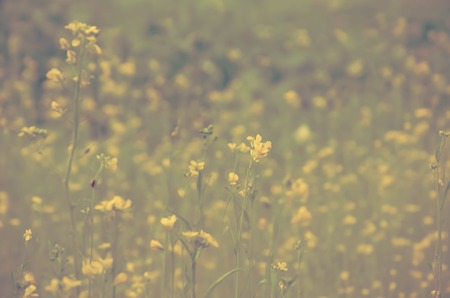 Yellow flowers on a blured green and yellow background