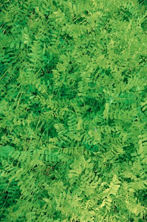 Fresh tiny green leaves wall texture background