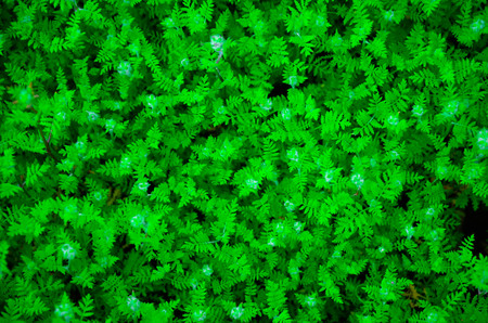 Fresh tiny green leaves wall texture background