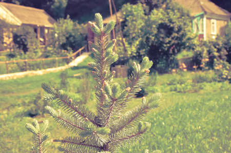 Blue spruce in summer yard in village clseupの写真素材