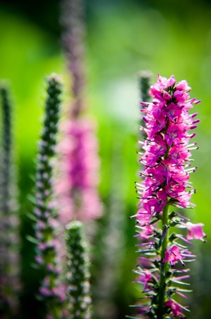 Common heather calluna vulgaris . Small honey forest plant and ornamental garden plant and beeの写真素材