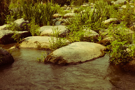 Peaceful landscape with forest, river, plants and stones in Ukraineの写真素材