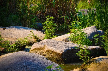 Peaceful landscape with forest, river, plants and stones in Ukraineの写真素材