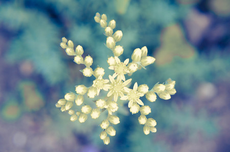 Yellow flower Sedum rubrotinctum or, Pork and Beans or, jelly bean plant. Clusters succulents of...