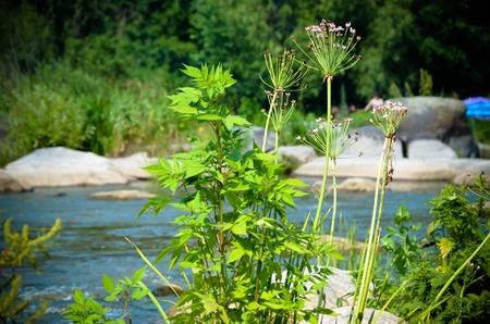 Peaceful landscape with forest, river, plants and stones in Ukraineの写真素材