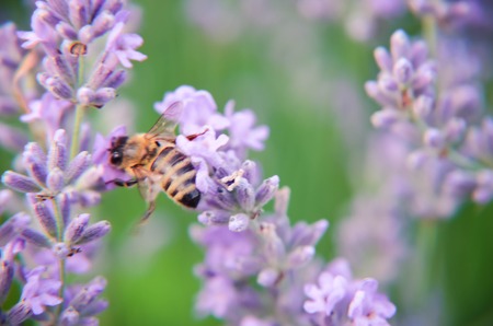 Honey Bee on Lavender Flower closeup summer photoの写真素材