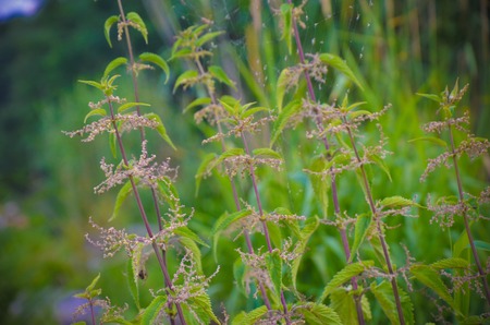 Detail of small nettle with flowers and spider's nettle - natural backgroundの写真素材