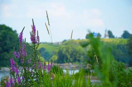 Summer landscape with a river, trees, flowering plants in Sunny weather, Ukraineの写真素材