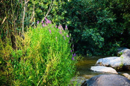 Summer landscape with a river, trees, flowering plants in Sunny weather, Ukraineの写真素材